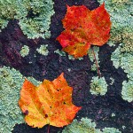 Autumn Lichen II
