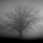 J. Sam Williamson's Great Burr Oak and Fog