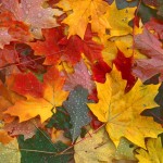 Maple Leaves 3