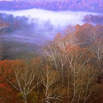 Sycamores and Valley Fog
