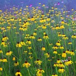 Field of Yellow Coneflowers