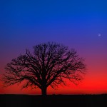 Great Burr Oak at Twilight