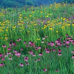Summer Wildflower Panorama II