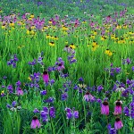 Summer Wildflower Panorama