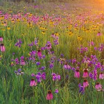 Wildflower Sunrise